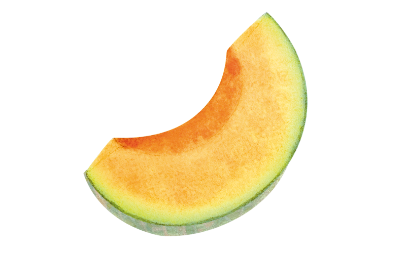 melon-reveny-illustration
